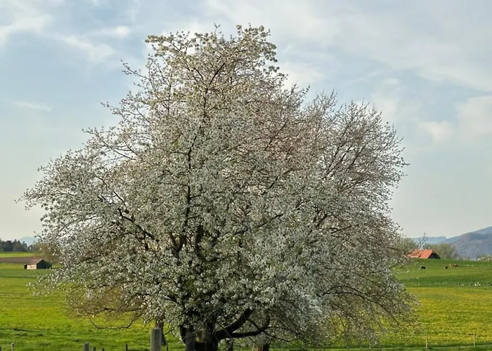 Feriehus Salzhaus Amsoldingen